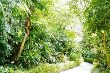 The picture shows a path in the botanical garden winding through green trees and shrubs while the sun shines.