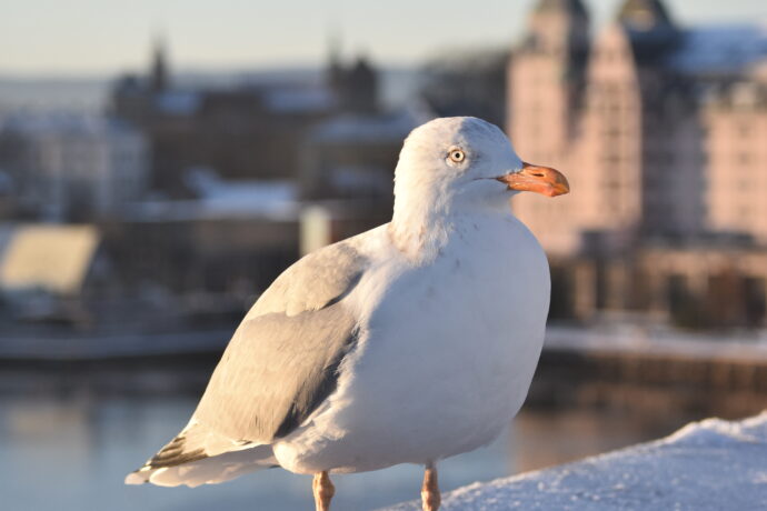 Möwe im Winterlicht vor unscharfer Stadtlandschaft